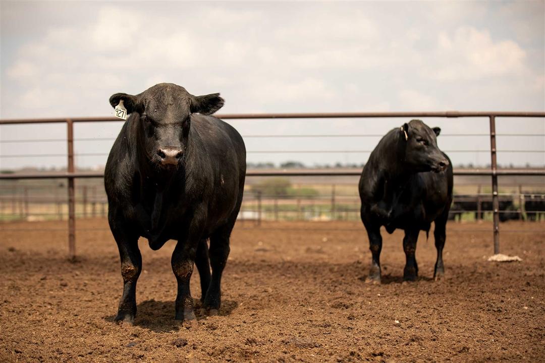 Two Angus bulls standing in a dry lot.