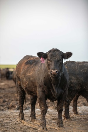 An Angus cow stands in a feedyard