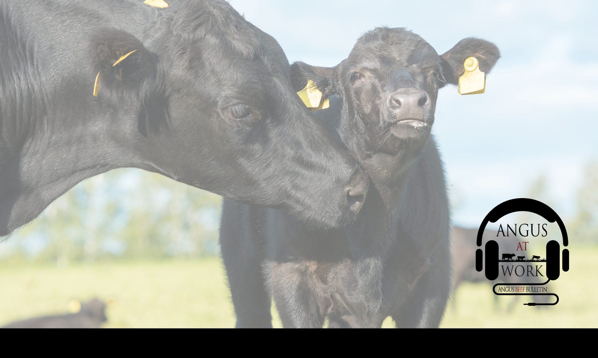 Focusing on Cow Herd Efficiency with Ryan Rathmann