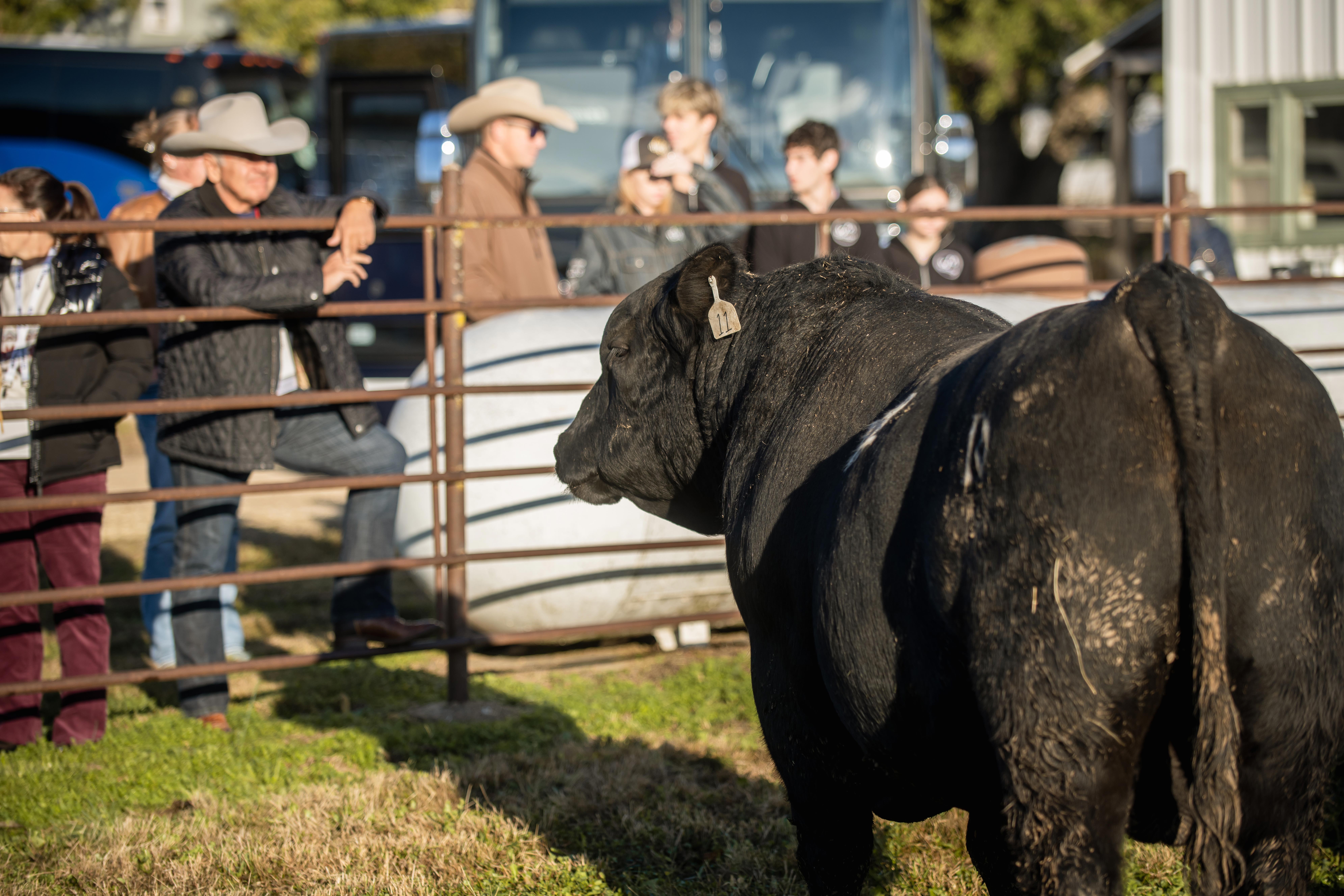 A Glimpse of the National Angus Tour