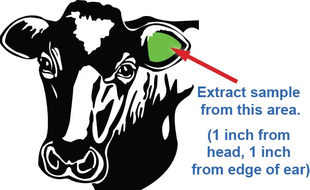 Graphic depicting ideal sample area to extract blood sample from on a cow.