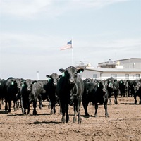 A group of black Angus steers standing together in a feedlot pen.