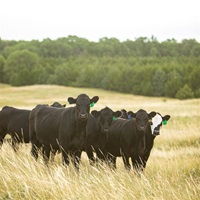 A group of crossbred Angus cattle gathered up in a tall pasture of native grasses with a tree line in the background.