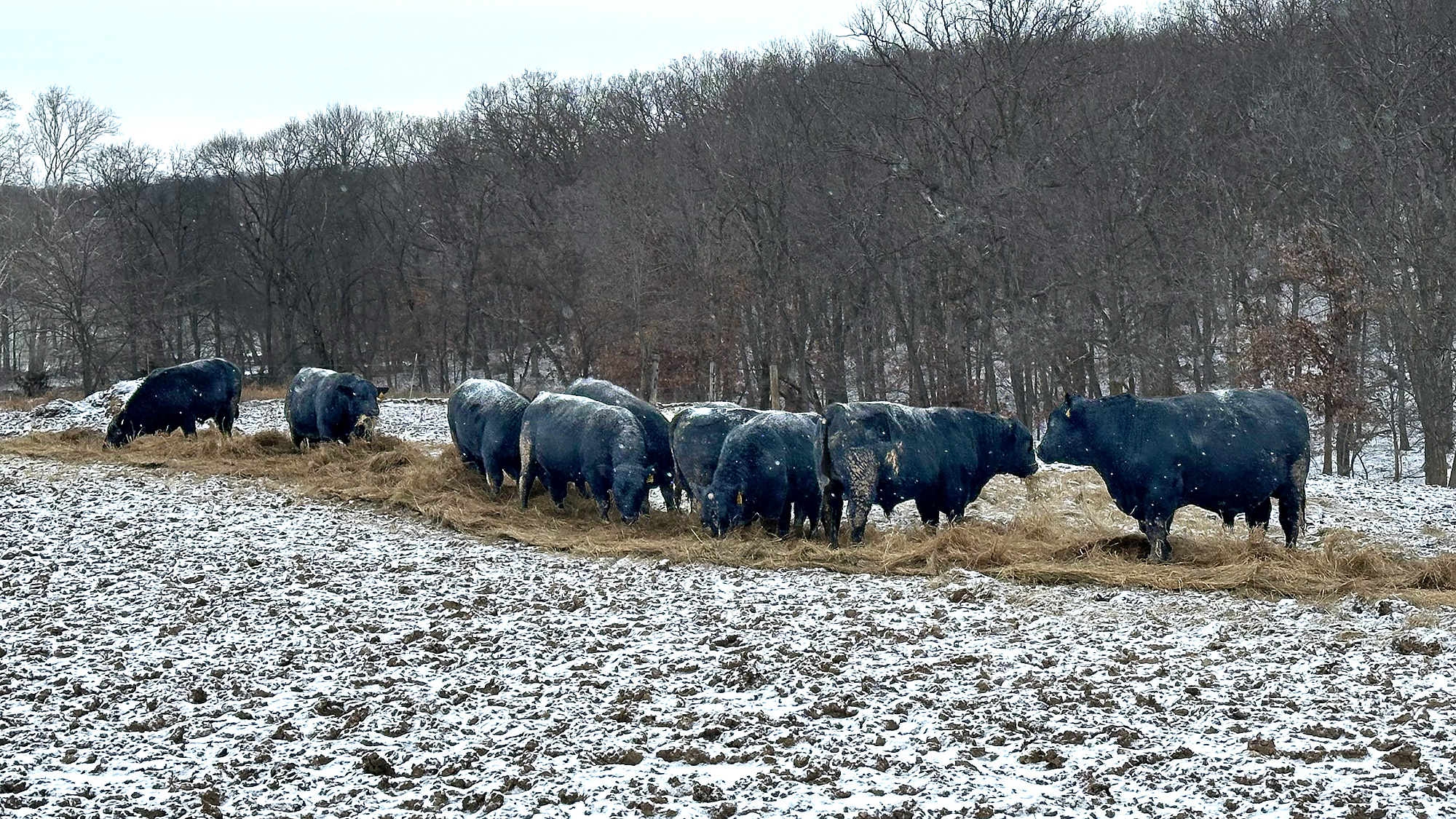 Cutting Down on Bull Conflict