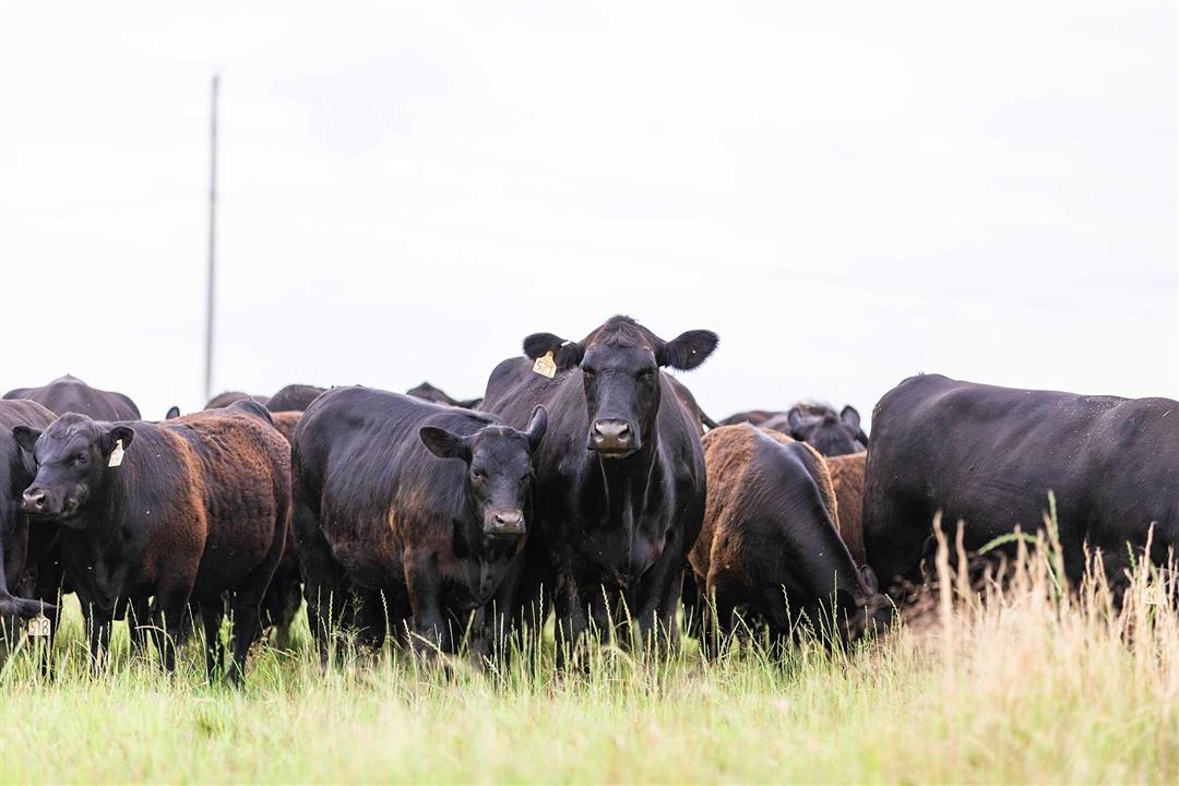 Group of Angus cows coming up to feed.