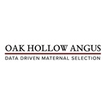 Oak Hollow Angus
