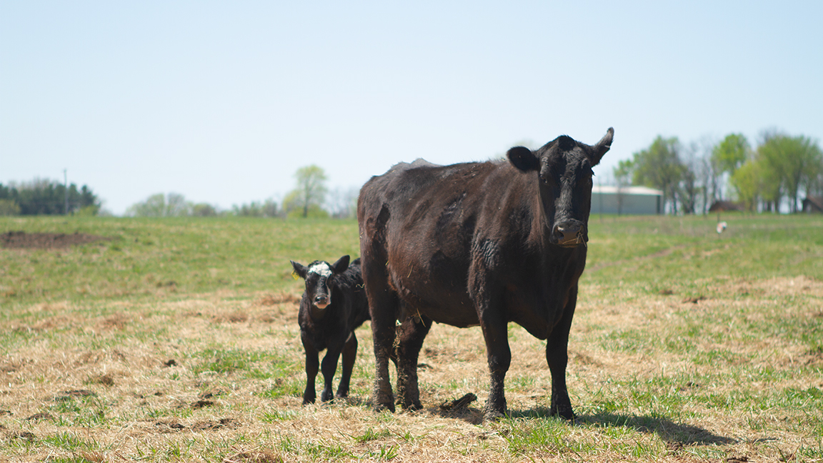 Understand Calf Digestive Development