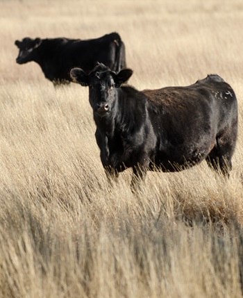 mature cows on pasture
