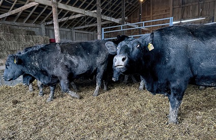 wide-eyed cow