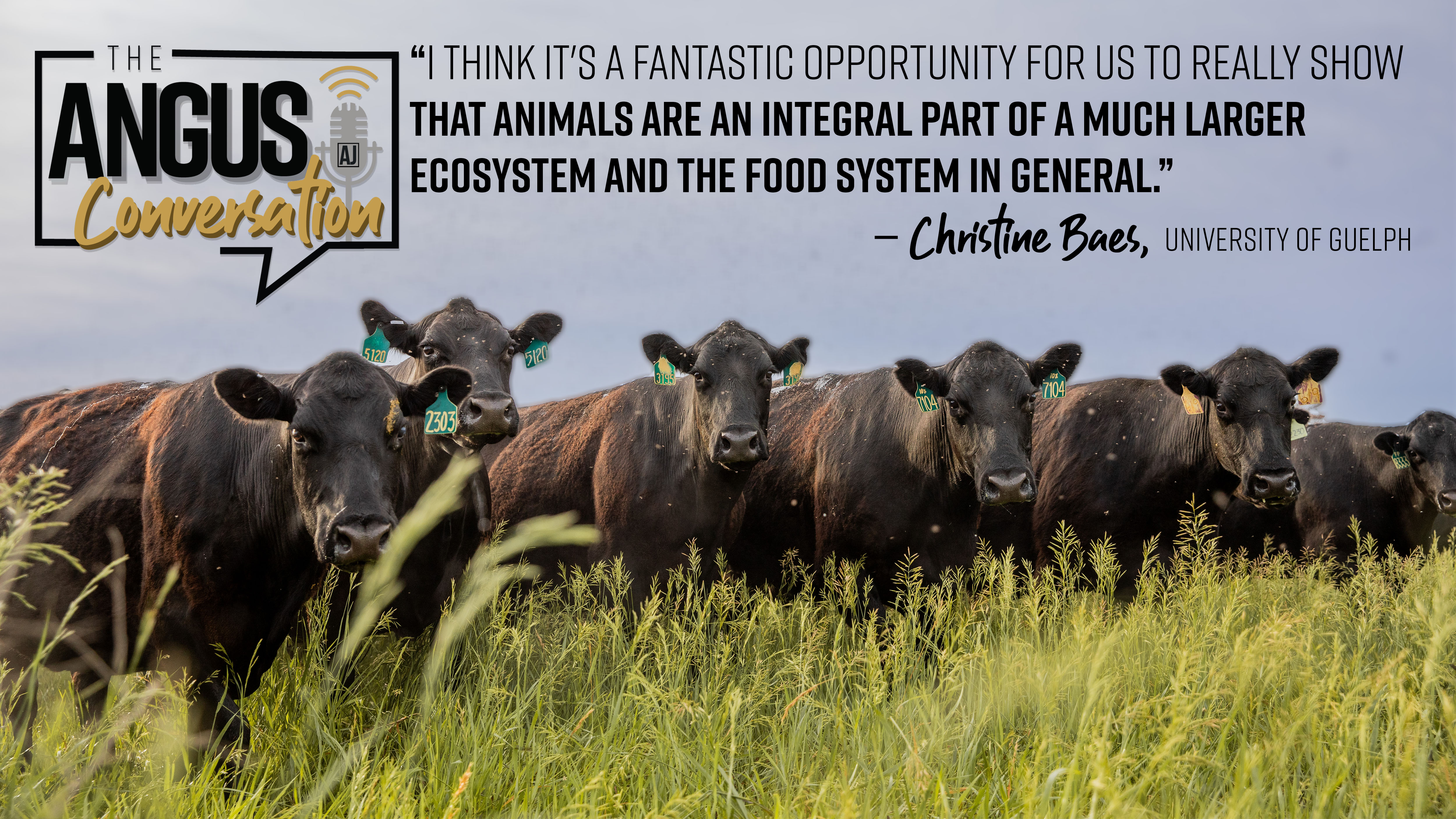 Getting Phenotypes for a More Efficient, Adaptable Cow